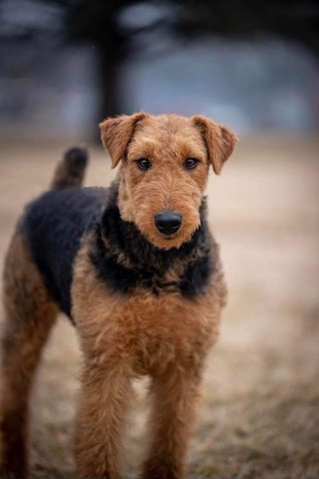 An Airedale Terrier standing outdoors, the kind of photo customers upload